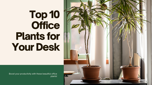 Top 10 office plants that you need on your work desk