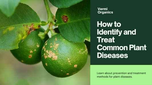 Common Plant Diseases and How to Treat Them