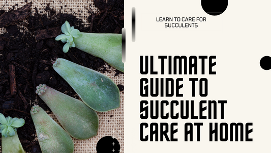 How to Care for Succulents