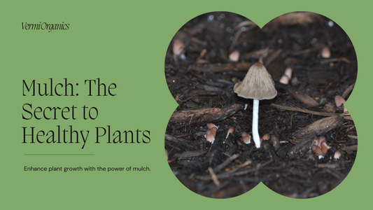 Using Mulch to Keep Plants Healthy