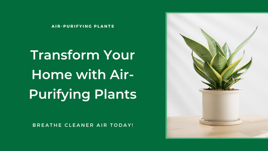 Air-Purifying Plants for Your Home