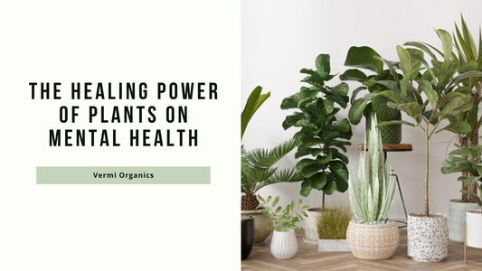 How Plants Improve Mental Health