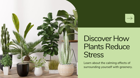 How Plants Can Help Reduce Stress