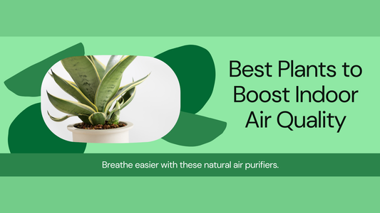 Top Plants for Improving Indoor Air Quality