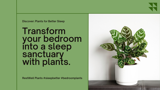 How Plants Can Help You Sleep Better