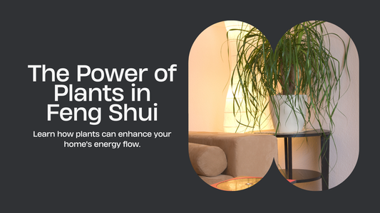 The Role of Plants in Feng Shui