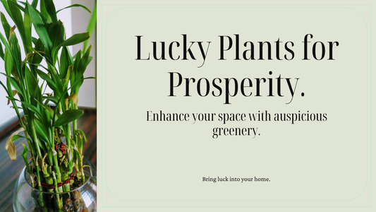 Plants that Bring Good Luck and Prosperity