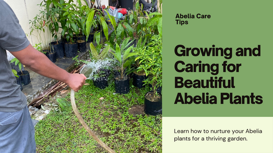 Growing and Caring for Abelia Plants