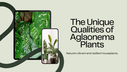 The Unique Qualities of Aglaonema Plants