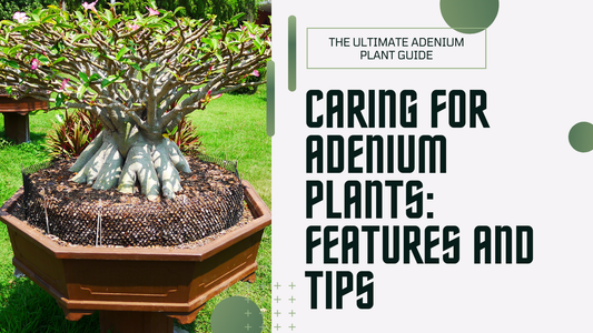 Features and Care Tips for Adenium Plants