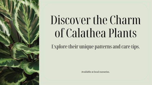 The Charm of Calathea Plants