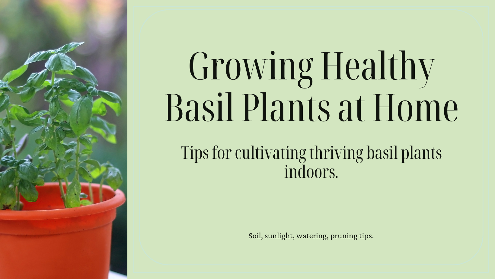 How To Grow Healthy Basil Plants - Vermi Organics