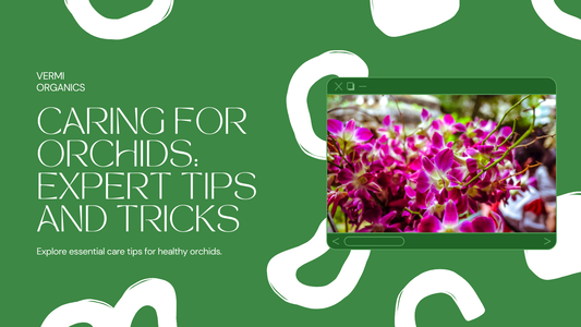 Caring for Orchids: Tips and Tricks