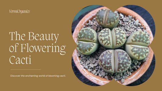 The Beauty of Flowering Cacti