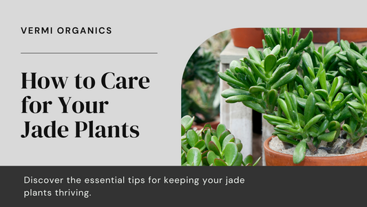 How to Care for Jade Plants