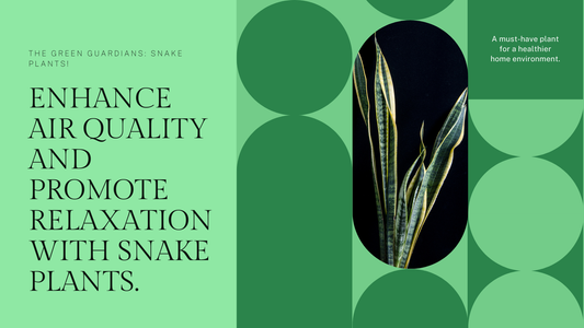 Benefits of Having Snake Plants at Home