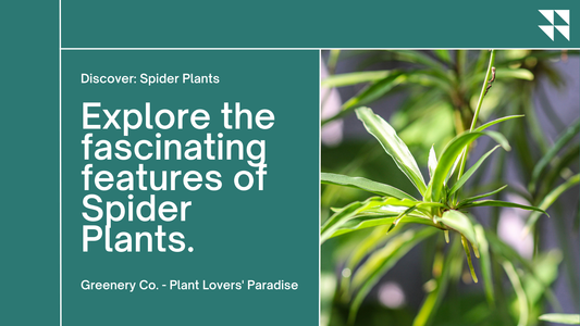 Features of Spider Plants