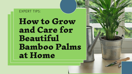 How to Grow and Care for Bamboo Palms