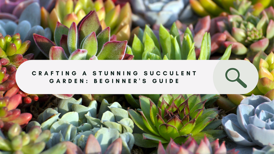 How to Design a Succulent Garden