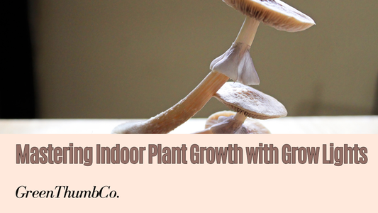 How to Use Grow Lights for Indoor Plants