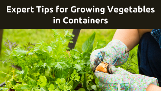 Tips for Growing Vegetables in Containers