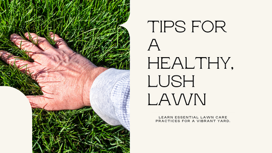 How to Maintain a Healthy Lawn