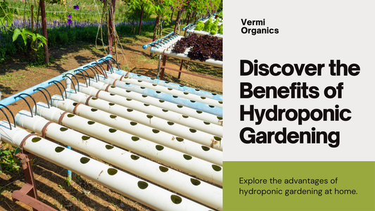 The Benefits of Hydroponic Gardening