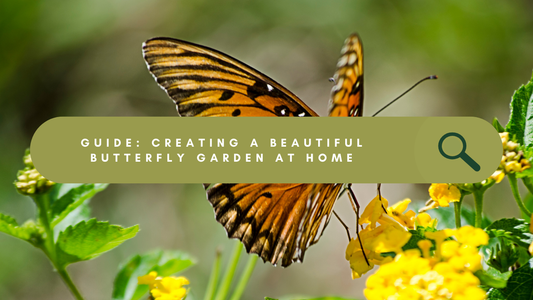 How to Create a Butterfly Garden