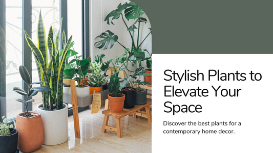 Best Plants for a Modern Home