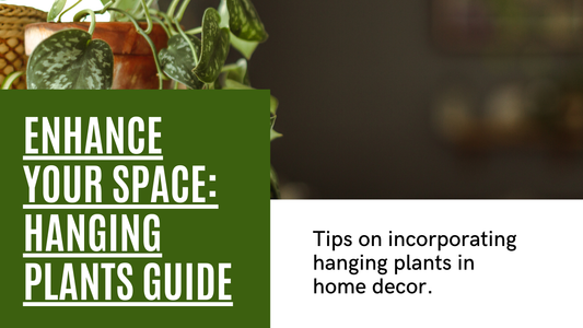 How to Use Hanging Plants in Your Home