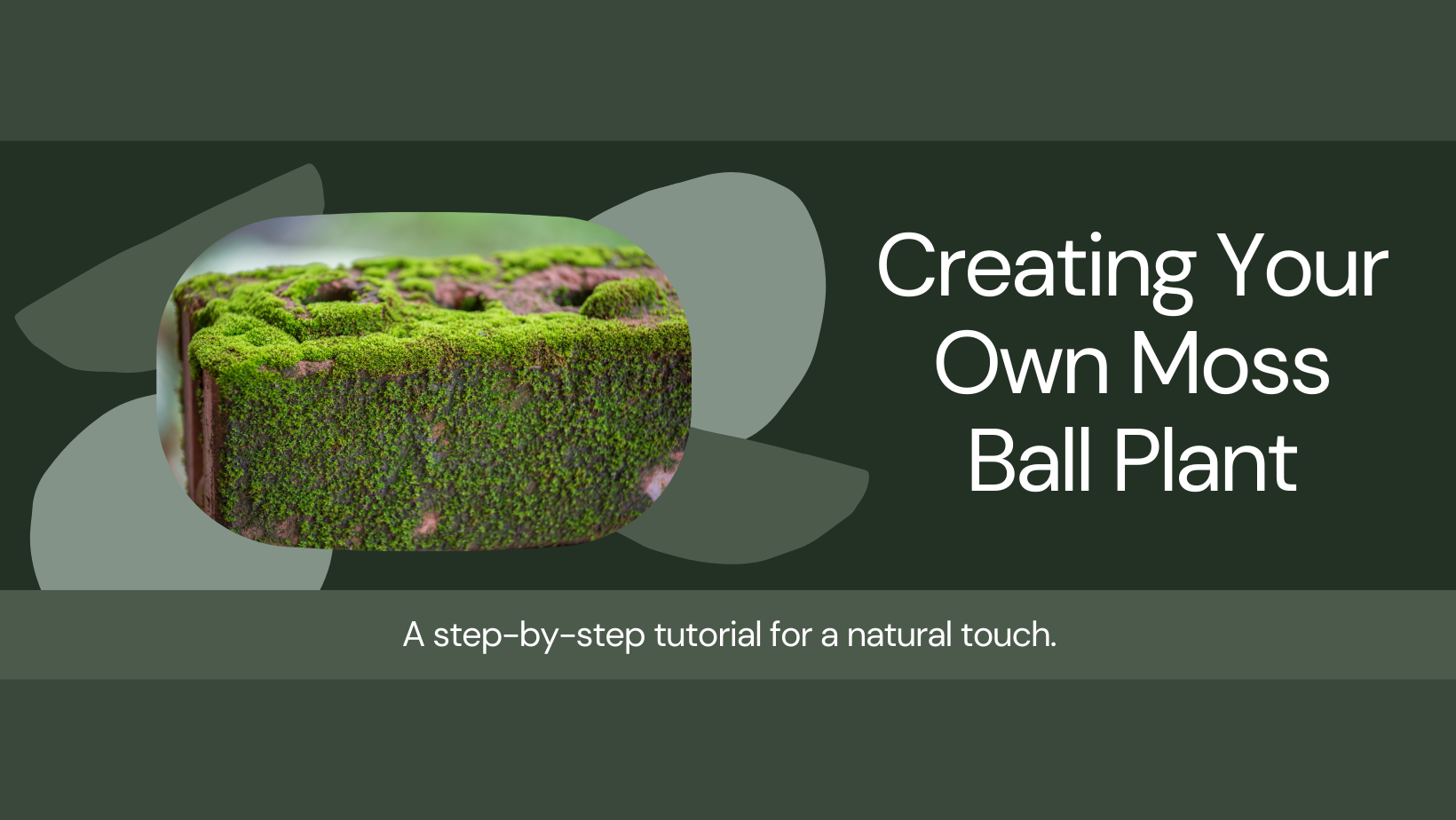 How to Make a Moss Ball Plant - Vermi Organics