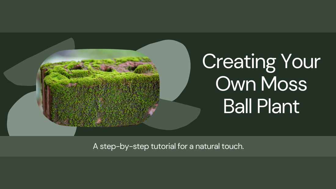 How to Make a Moss Ball Plant