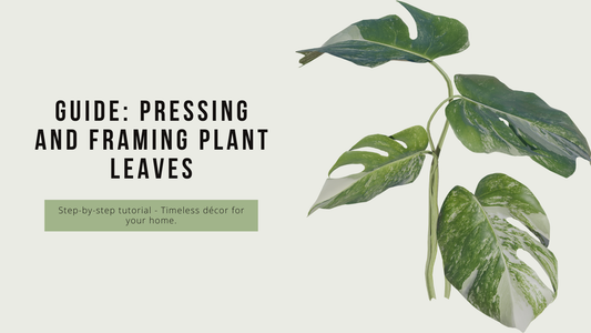 How to Press and Frame Plant Leaves