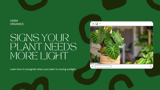 Signs Your Plant Needs More Light