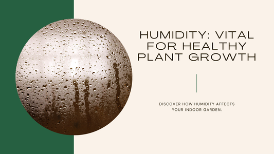 The Importance of Humidity for Plants