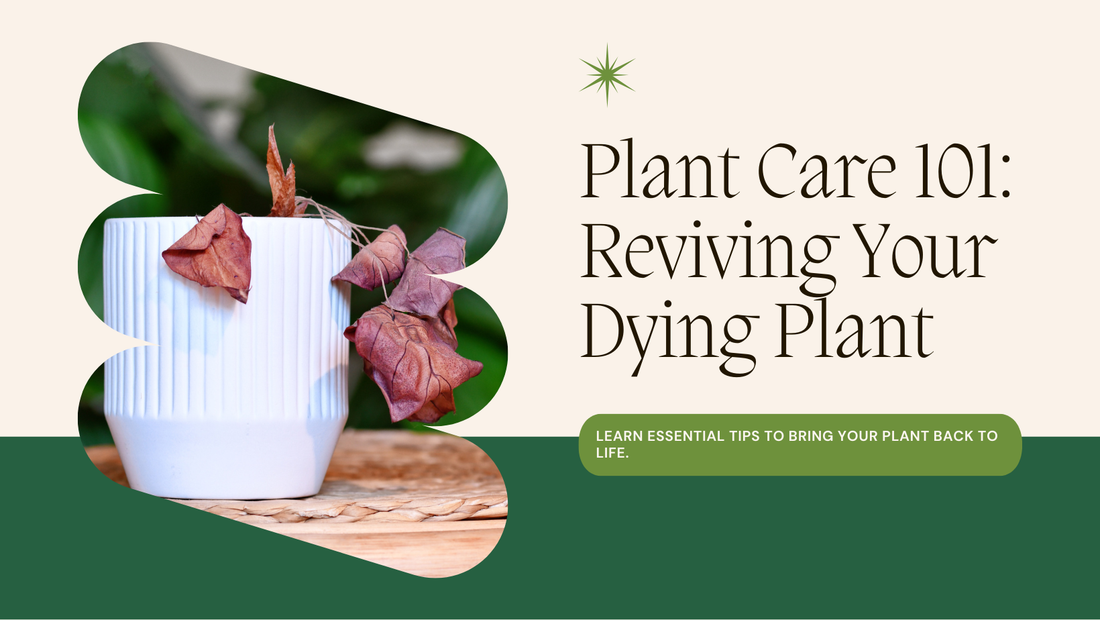 How to Revive a Dying Plant