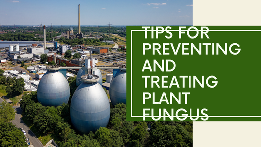 How to Prevent and Treat Plant Fungus