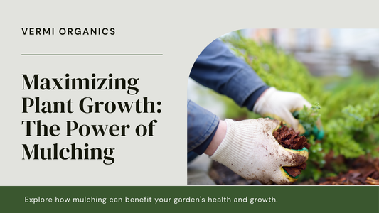 The Benefits of Mulching for Plants