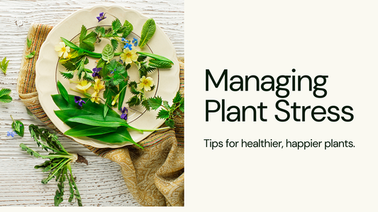 How to Manage Plant Stress