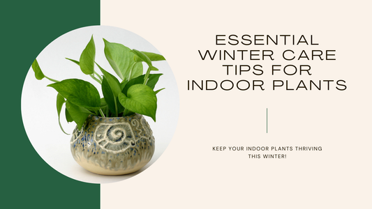 Winter Care Tips for Indoor Plants