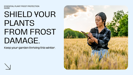 How to Protect Plants from Frost