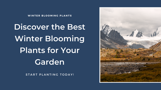 Best Winter Blooming Plants