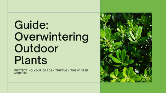 How to Overwinter Outdoor Plants