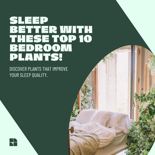 Top 10 plants for your bedroom that will help you sleep better