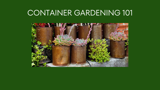 Container Gardening for Beginners