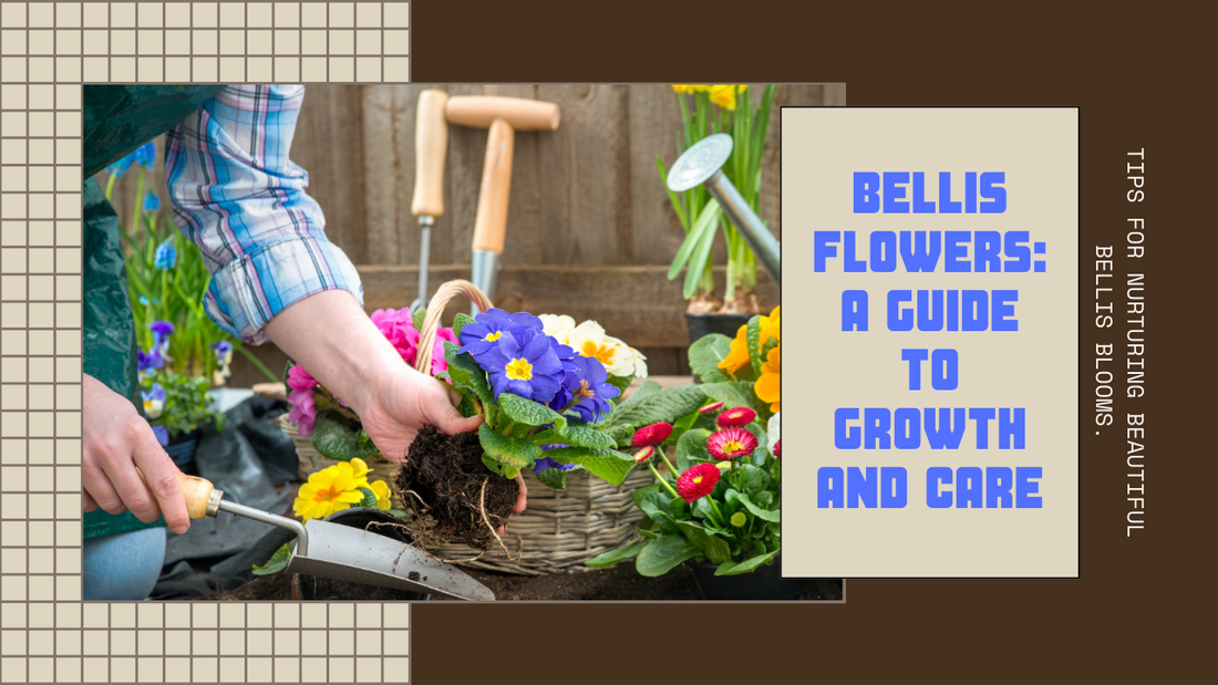 Growing and Caring for Bellis Flowers