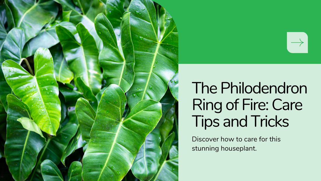 What is the Philodendron Ring of fire? Care Tips and Tricks