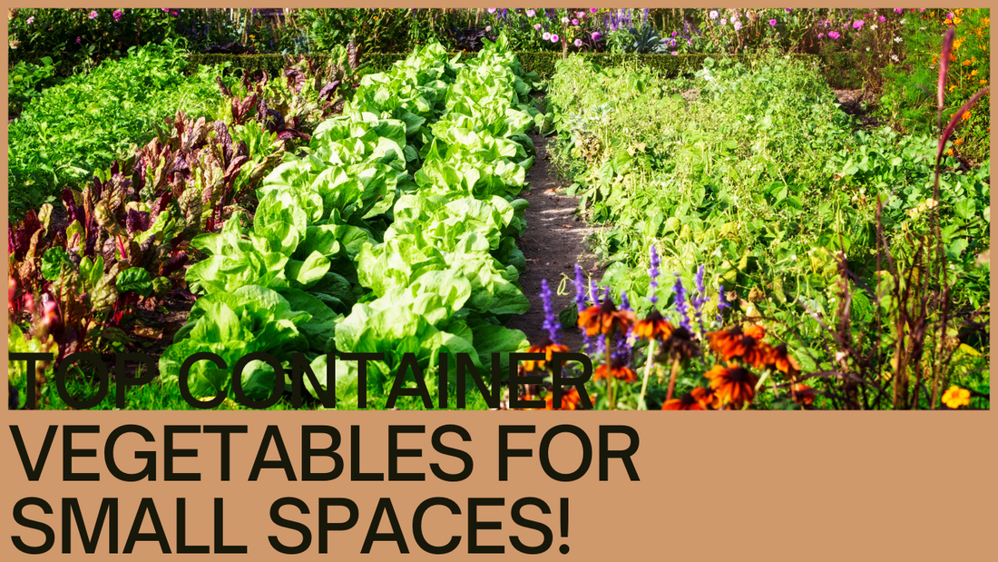 Best container vegetables for small spaces (apartments, balconies)