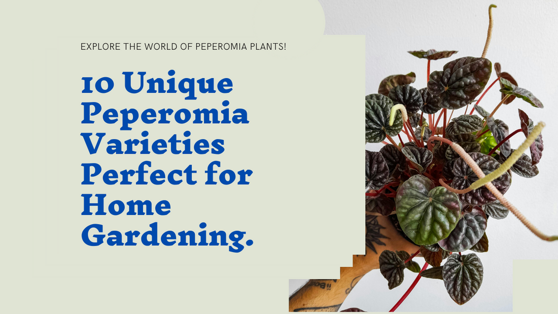 10 Different Types of Peperomia You Can Grow At Home