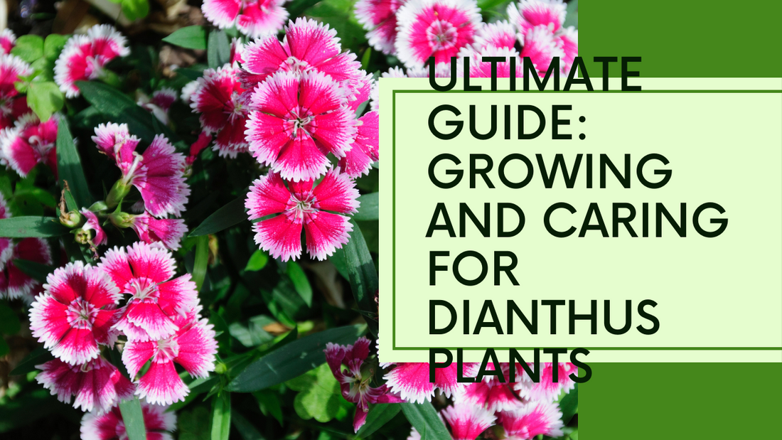 How to Grow and Care for Dianthus Plants